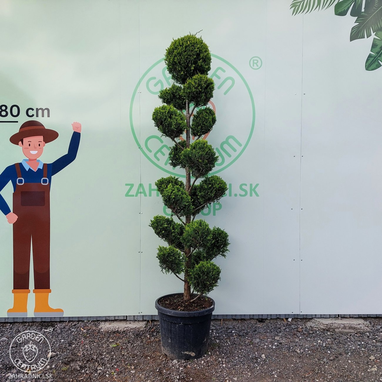 Obrázok Cyprusovec leylandský (Cupressocyparis leylandii) ´CASTLEWELLAND GOLD´ - výška 200-240 cm, kont. C70L - BONSAJ